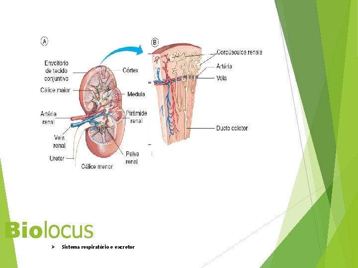 Biolocus Ø Sistema respiratório e excretor 33 