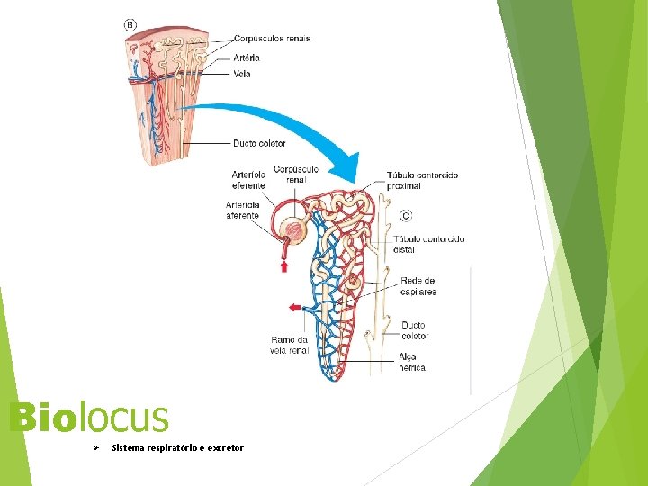 Biolocus Ø Sistema respiratório e excretor 34 