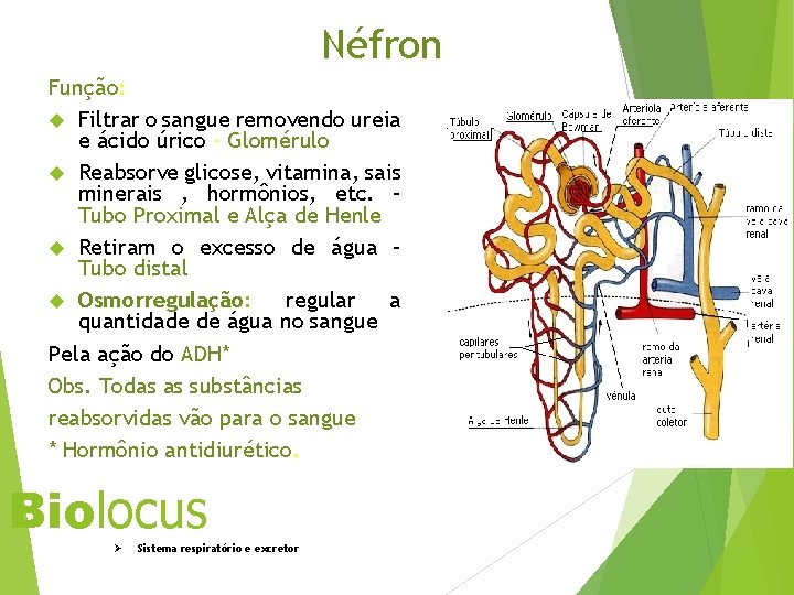 Néfron Função: Filtrar o sangue removendo ureia e ácido úrico - Glomérulo Reabsorve glicose,