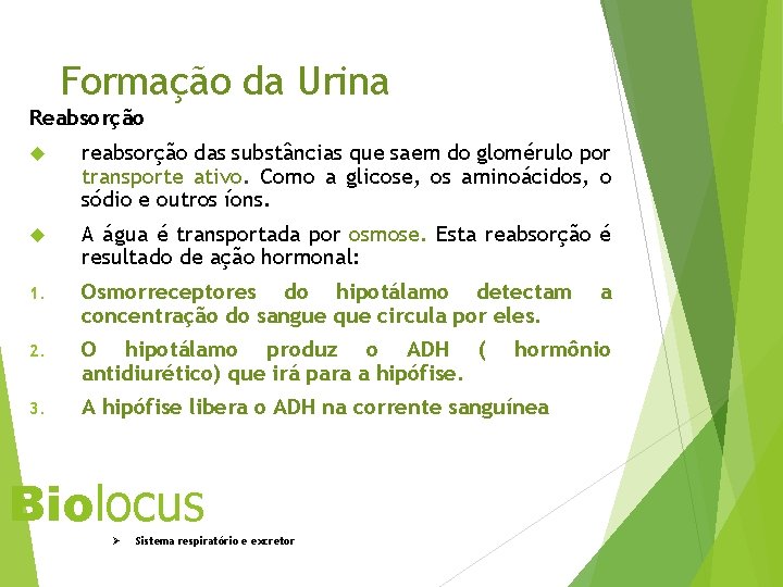 Formação da Urina Reabsorção reabsorção das substâncias que saem do glomérulo por transporte ativo.