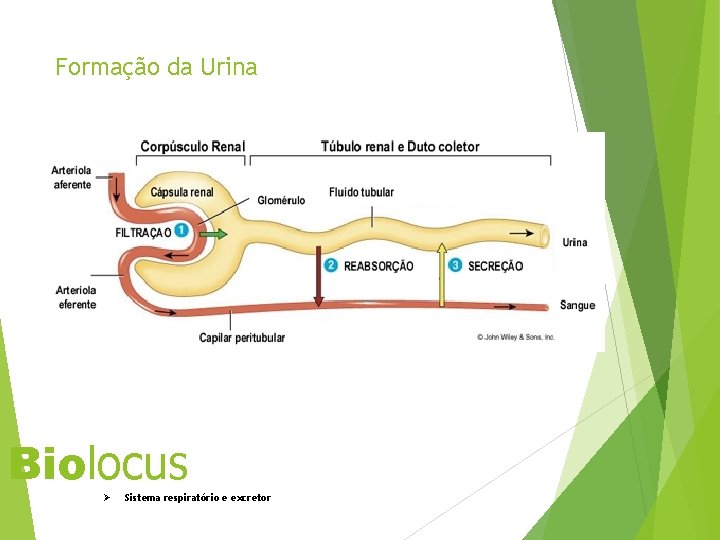 Formação da Urina Biolocus Ø Sistema respiratório e excretor 39 