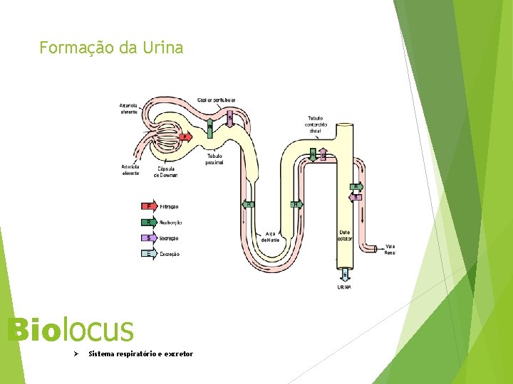 Formação da Urina Biolocus Ø Sistema respiratório e excretor 40 