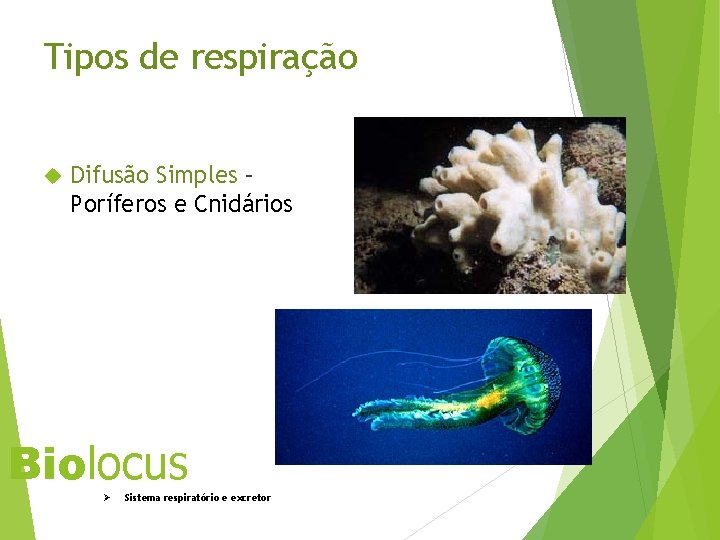 Tipos de respiração Difusão Simples – Poríferos e Cnidários Biolocus Ø Sistema respiratório e