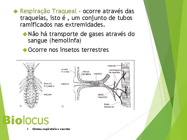  Respiração Traqueal – ocorre através das traqueias, isto é , um conjunto de