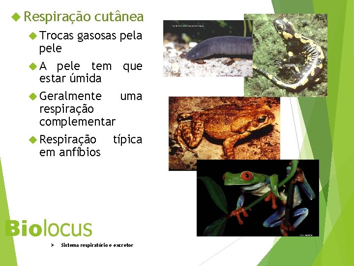  Respiração Trocas cutânea gasosas pela pele A pele tem que estar úmida Geralmente