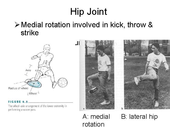 Hip Joint Ø Medial rotation involved in kick, throw & strike Ø Wheel-Axle -