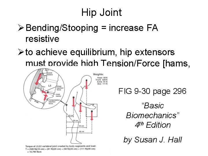 Hip Joint Ø Bending/Stooping = increase FA resistive Ø to achieve equilibrium, hip extensors