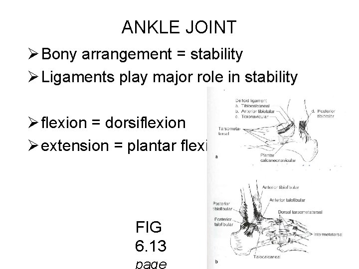ANKLE JOINT Ø Bony arrangement = stability Ø Ligaments play major role in stability