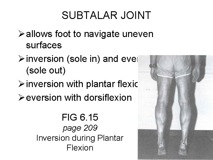 SUBTALAR JOINT Ø allows foot to navigate uneven surfaces Ø inversion (sole in) and