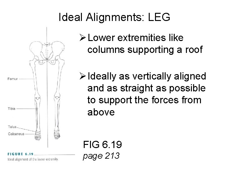 Ideal Alignments: LEG Ø Lower extremities like columns supporting a roof Ø Ideally as