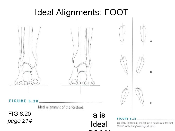 Ideal Alignments: FOOT FIG 6. 20 page 214 a is Ideal 