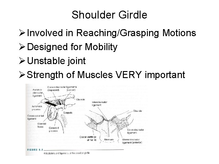 Shoulder Girdle Ø Involved in Reaching/Grasping Motions Ø Designed for Mobility Ø Unstable joint