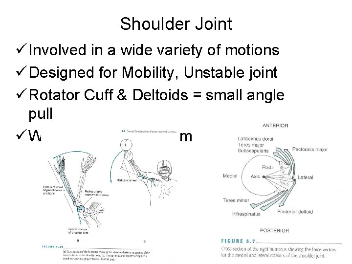 Shoulder Joint ü Involved in a wide variety of motions ü Designed for Mobility,