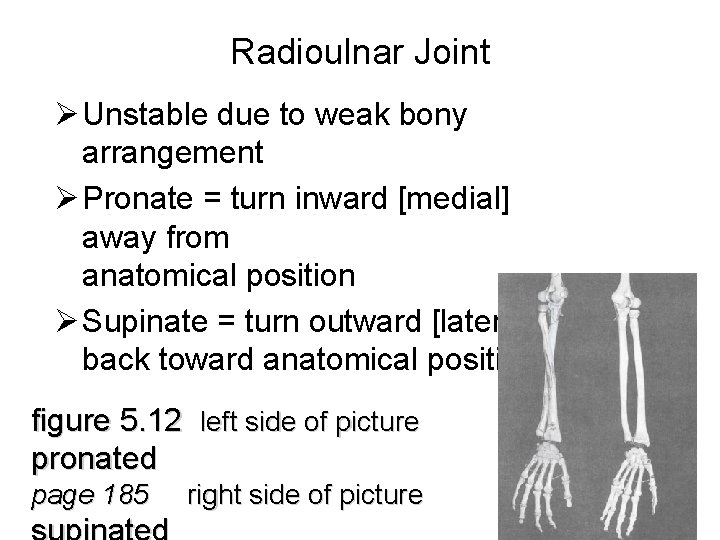 Radioulnar Joint Ø Unstable due to weak bony arrangement Ø Pronate = turn inward