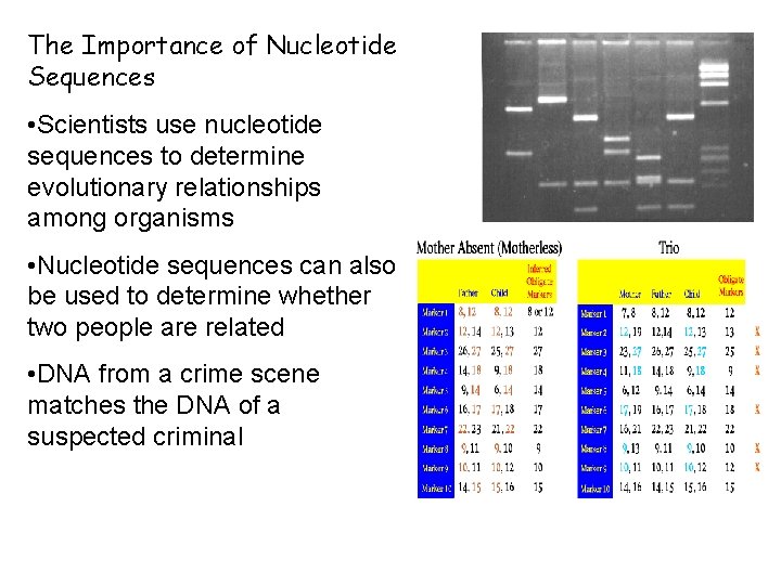 The Importance of Nucleotide Sequences • Scientists use nucleotide sequences to determine evolutionary relationships