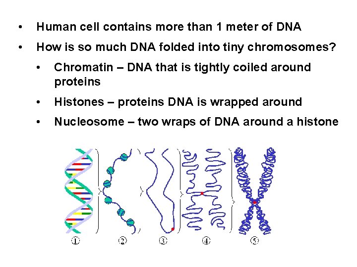  • Human cell contains more than 1 meter of DNA • How is