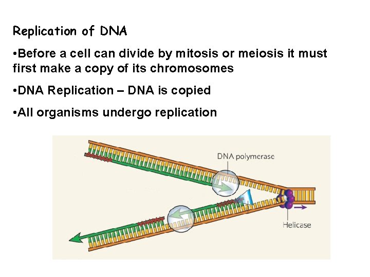 Replication of DNA • Before a cell can divide by mitosis or meiosis it
