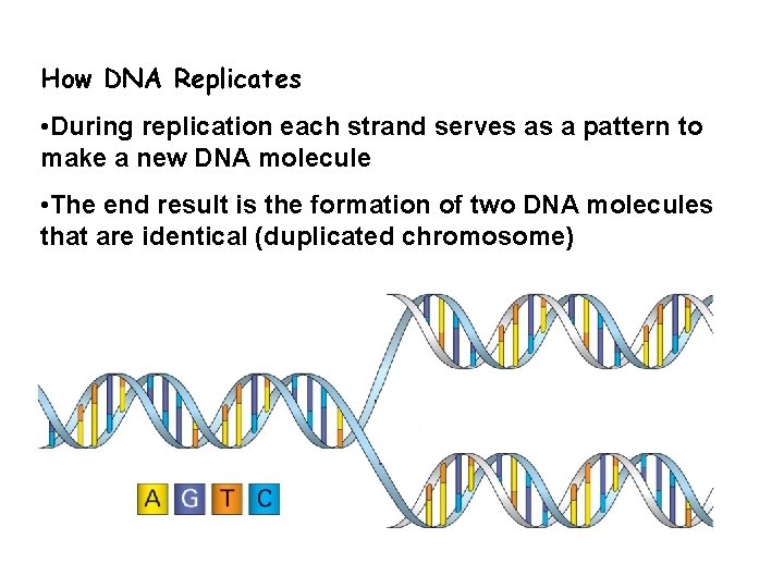 How DNA Replicates • During replication each strand serves as a pattern to make