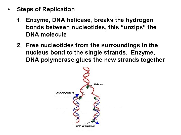  • Steps of Replication 1. Enzyme, DNA helicase, breaks the hydrogen bonds between