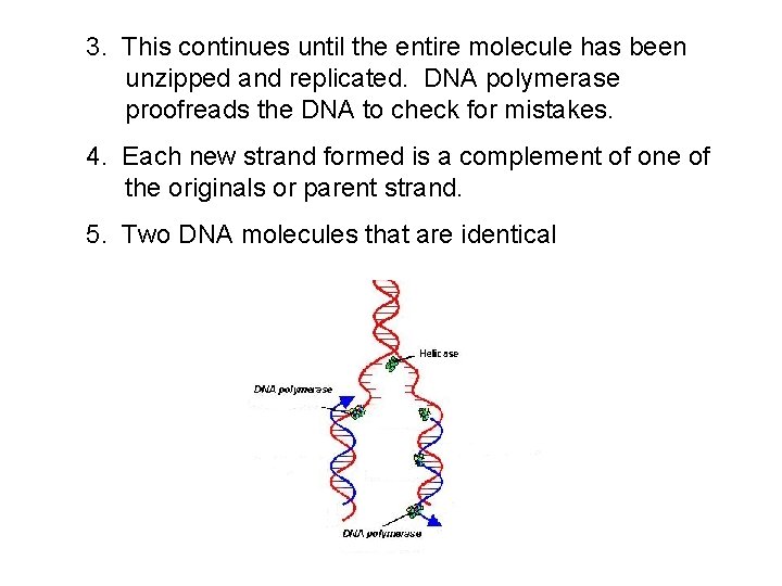 3. This continues until the entire molecule has been unzipped and replicated. DNA polymerase