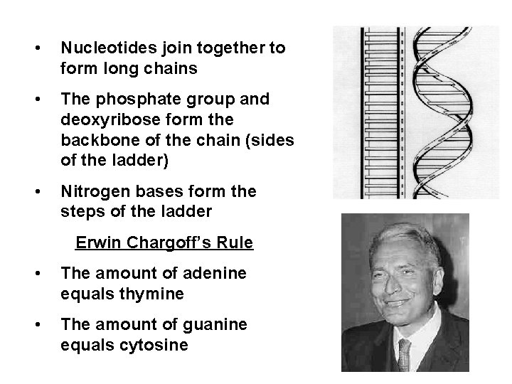  • Nucleotides join together to form long chains • The phosphate group and