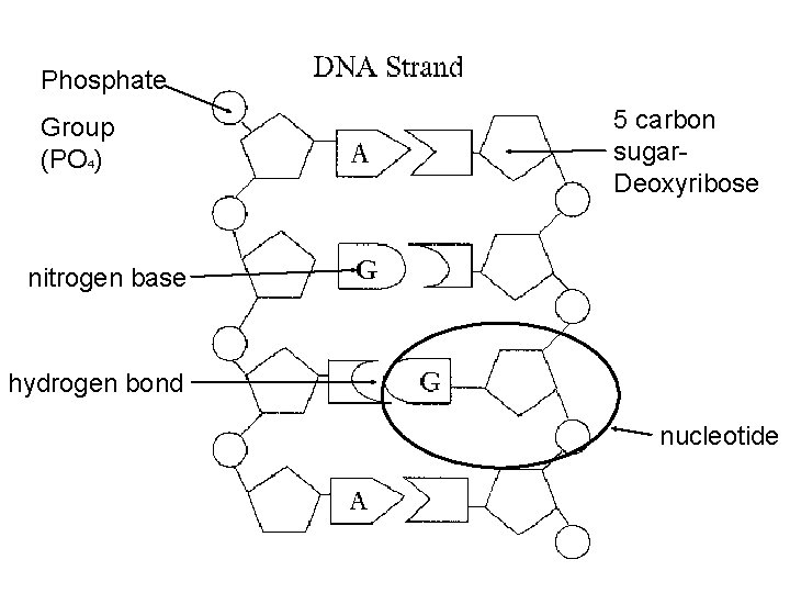 Phosphate Group (PO 4) 5 carbon sugar. Deoxyribose nitrogen base hydrogen bond nucleotide 