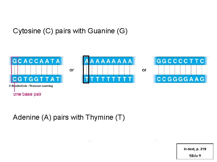 Cytosine (C) pairs with Guanine (G) Adenine (A) pairs with Thymine (T) 