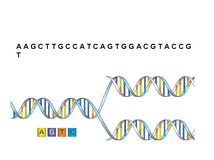 AAGCTTGCCATCAGTGGACGTACCG T 
