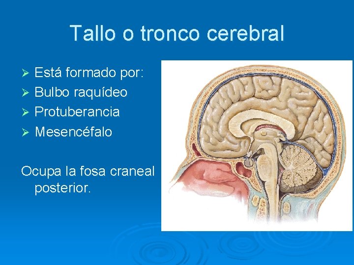 Tallo o tronco cerebral Está formado por: Ø Bulbo raquídeo Ø Protuberancia Ø Mesencéfalo