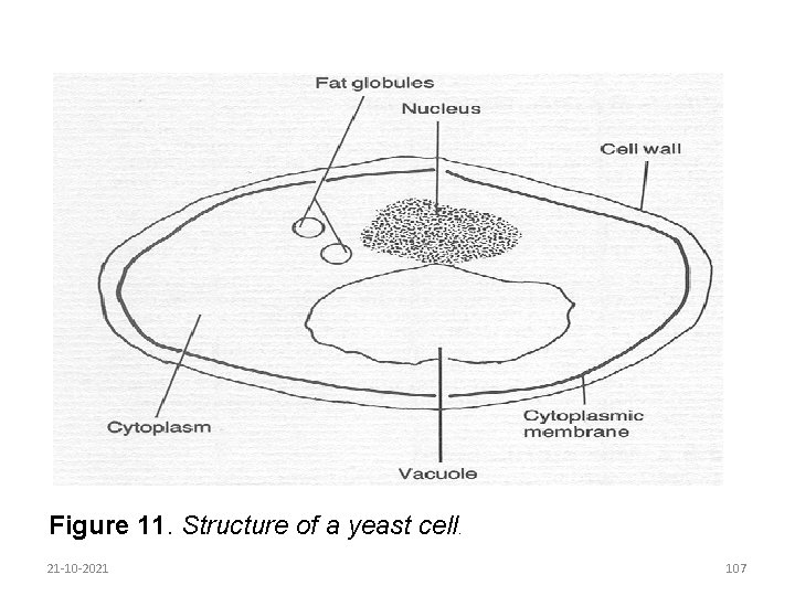 Figure 11. Structure of a yeast cell. 21 -10 -2021 107 