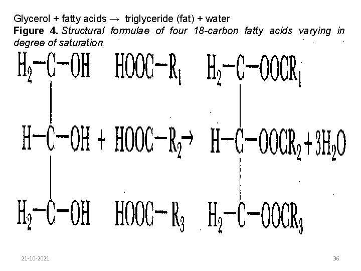 Glycerol + fatty acids → triglyceride (fat) + water Figure 4. Structural formulae of