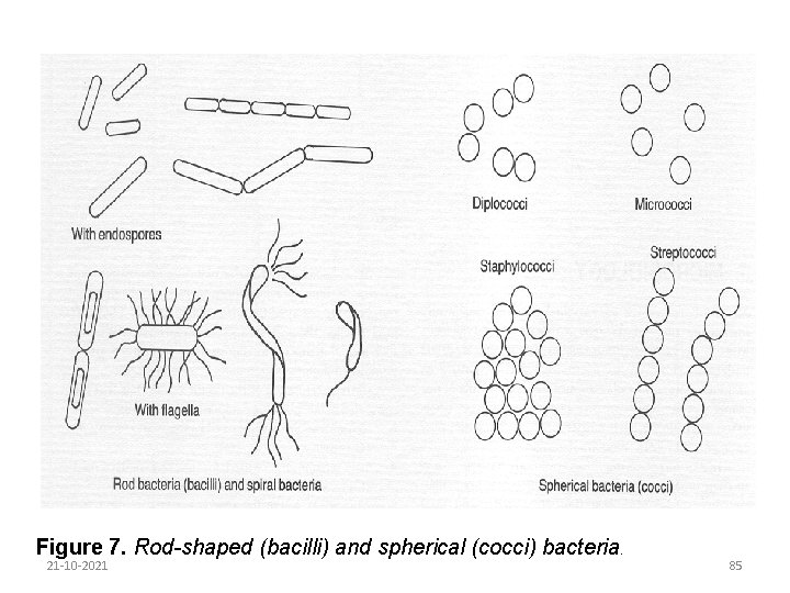 Figure 7. Rod-shaped (bacilli) and spherical (cocci) bacteria. 21 -10 -2021 85 