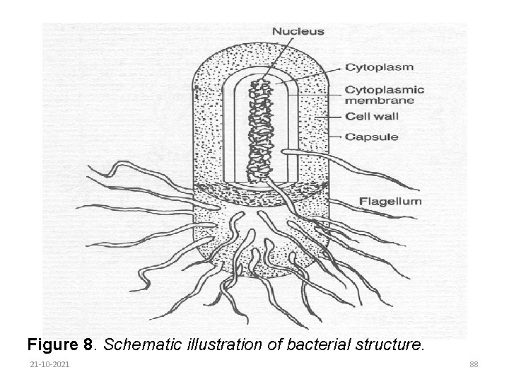 Figure 8. Schematic illustration of bacterial structure. 21 -10 -2021 88 