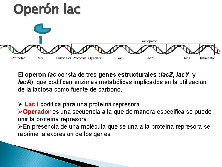 Operón lac El operón lac consta de tres genes estructurales (lac. Z, lac. Y,