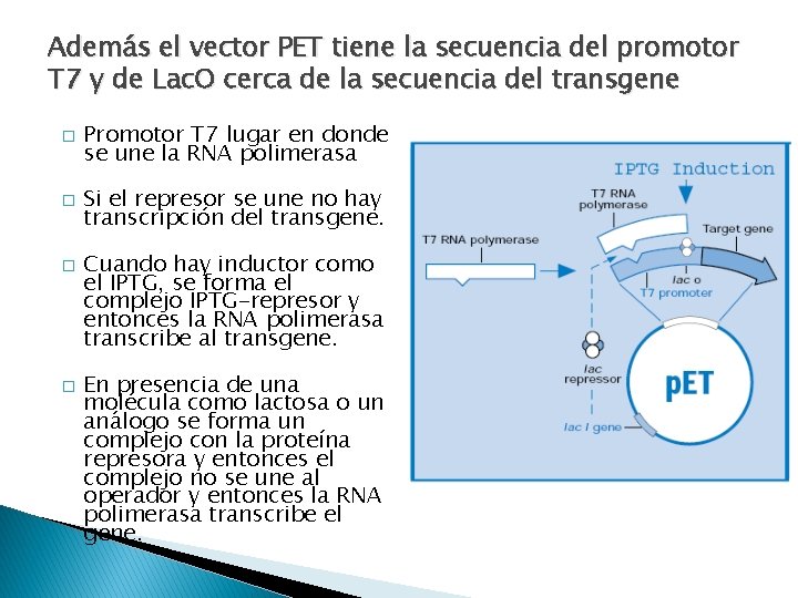 Además el vector PET tiene la secuencia del promotor T 7 y de Lac.