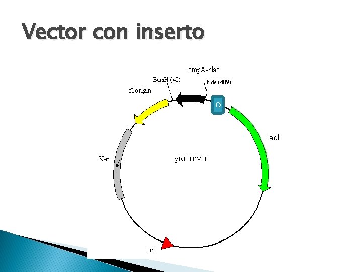 Vector con inserto o 