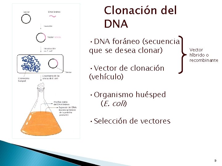 Clonación del DNA • DNA foráneo (secuencia que se desea clonar) • Vector de