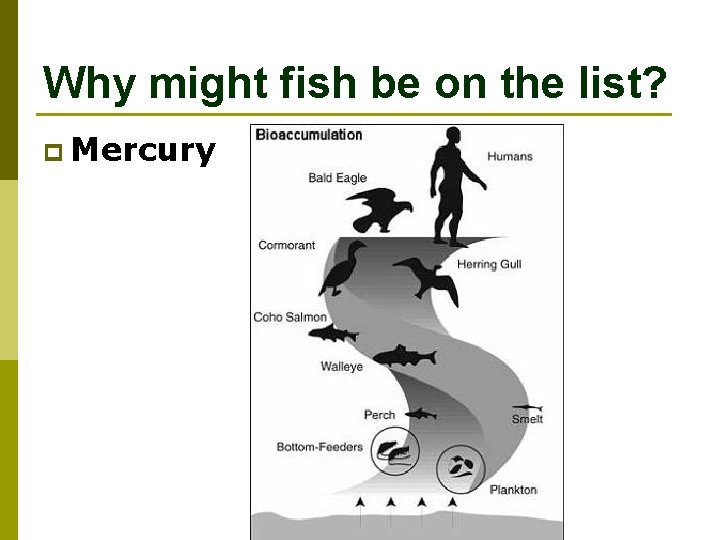 Why might fish be on the list? p Mercury 