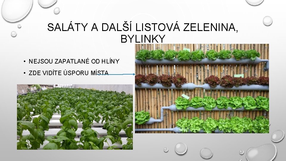 SALÁTY A DALŠÍ LISTOVÁ ZELENINA, BYLINKY • NEJSOU ZAPATLANÉ OD HLÍNY • ZDE VIDÍTE