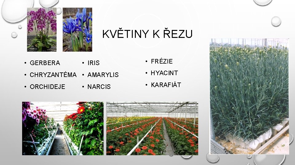 KVĚTINY K ŘEZU • GERBERA • IRIS • FRÉZIE • CHRYZANTÉMA • AMARYLIS •