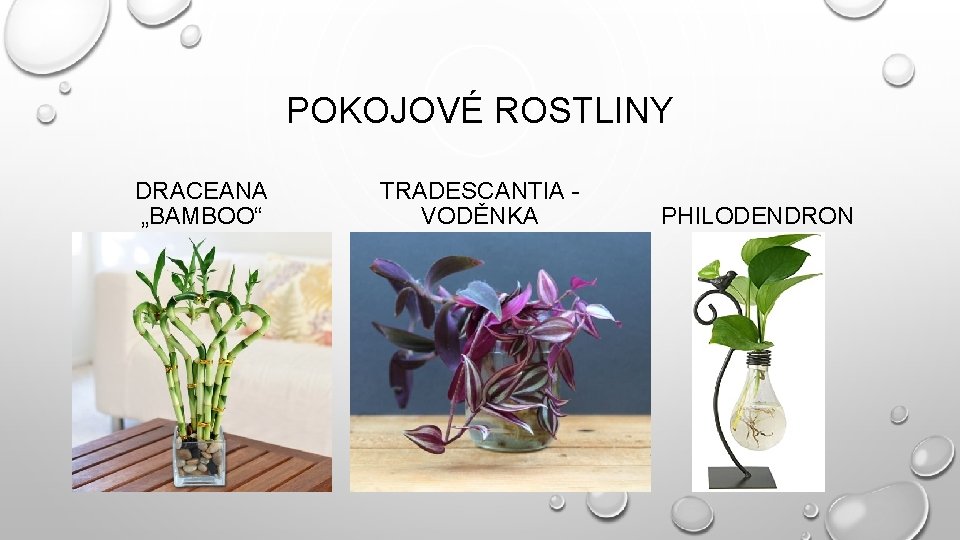 POKOJOVÉ ROSTLINY DRACEANA „BAMBOO“ TRADESCANTIA VODĚNKA PHILODENDRON 