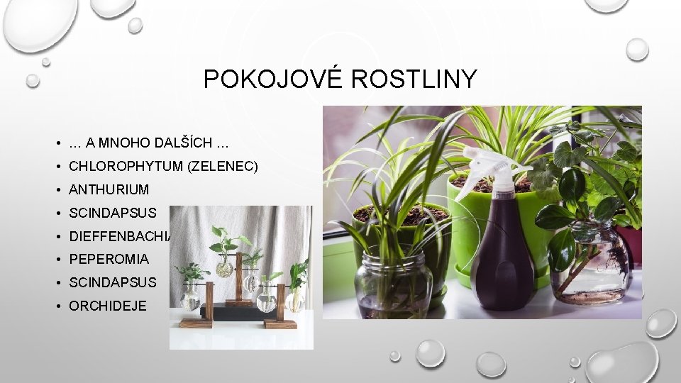 POKOJOVÉ ROSTLINY • … A MNOHO DALŠÍCH … • CHLOROPHYTUM (ZELENEC) • ANTHURIUM •