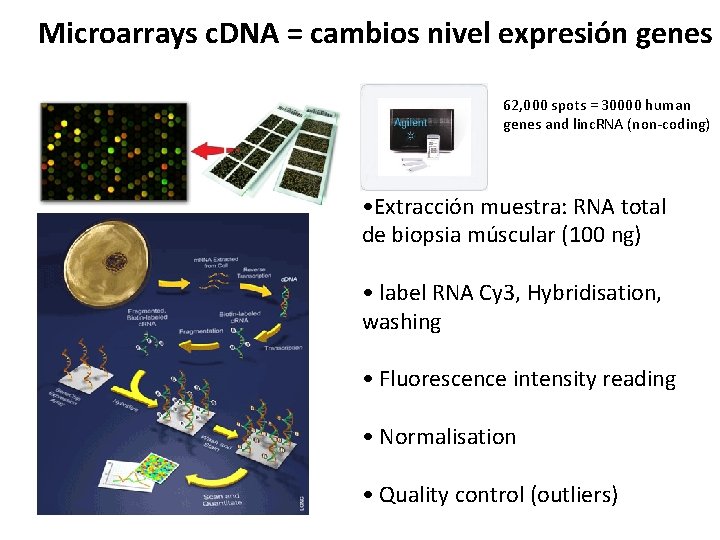 Microarrays c. DNA = cambios nivel expresión genes 62, 000 spots = 30000 human