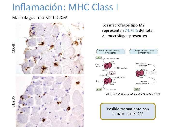 Inflamación: MHC Class I Macrófagos tipo M 2 CD 206+ CD 68 Los macrófagos