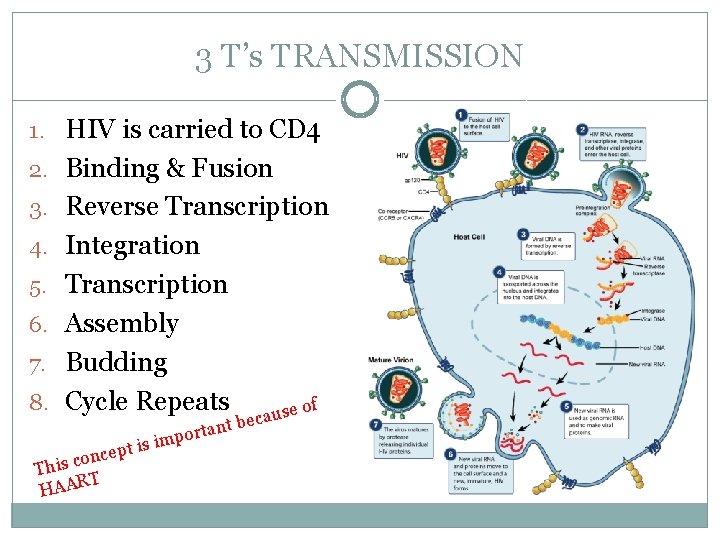 3 T’s TRANSMISSION 1. HIV is carried to CD 4 2. Binding & Fusion