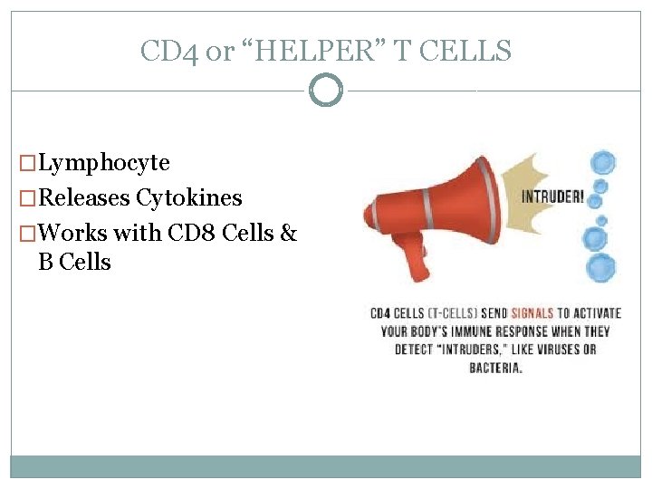 CD 4 or “HELPER” T CELLS �Lymphocyte �Releases Cytokines �Works with CD 8 Cells