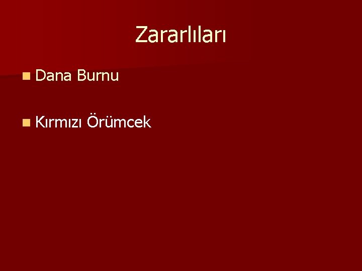 Zararlıları n Dana Burnu n Kırmızı Örümcek 