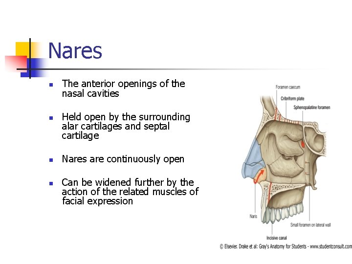 Nares n n The anterior openings of the nasal cavities Held open by the