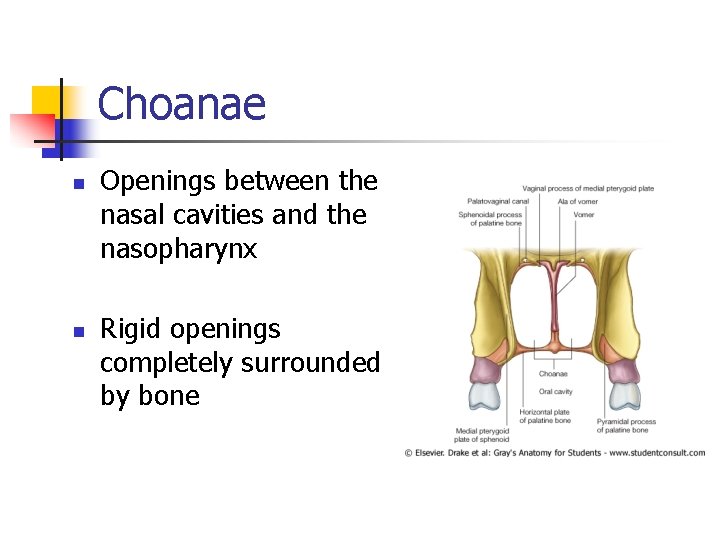 Choanae n n Openings between the nasal cavities and the nasopharynx Rigid openings completely