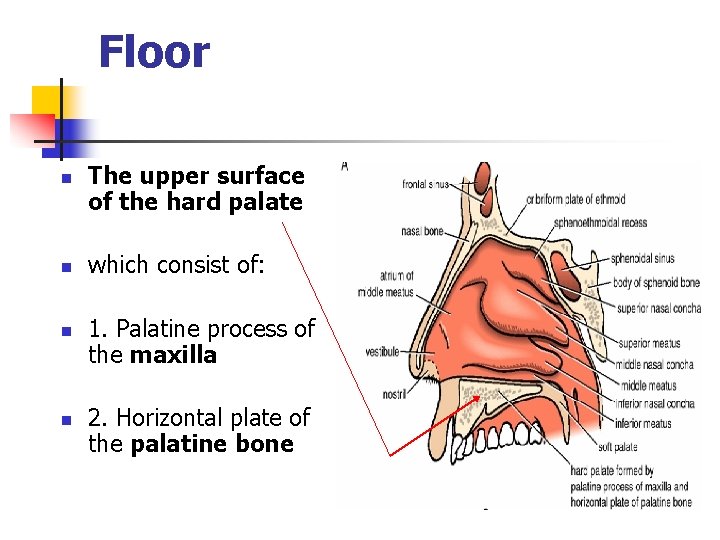 Floor n n The upper surface of the hard palate which consist of: 1.